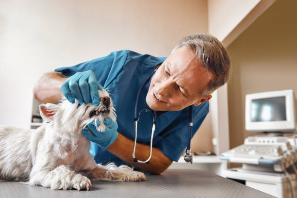 Best Weekend Emergency Dentist in Covelo, CA